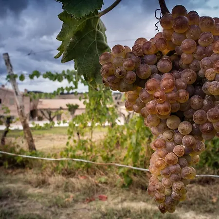 Filodivino Wine & * San Marcello (Ancona)