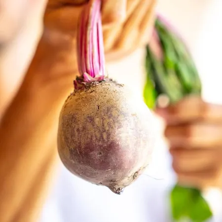 Filodivino Wine & * San Marcello (Ancona)