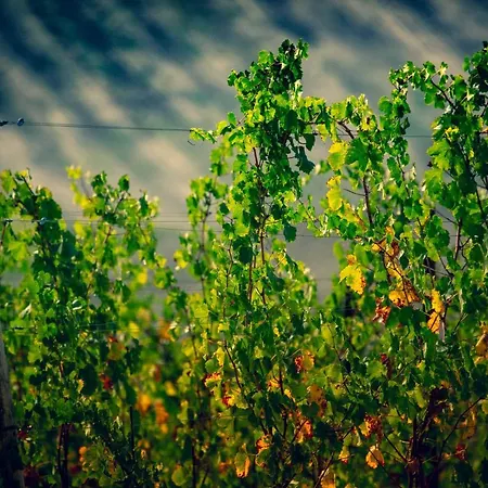 Filodivino Wine & San Marcello (Ancona)